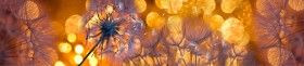 Кухонный фартук Мерцание Одуванчики золотистые 3 серебро в Змеиногорске - zmeinogorsk.katalogmebeli.com | фото