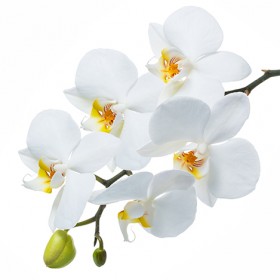 Стол обеденный Танго белый/Орхидея в Змеиногорске - zmeinogorsk.katalogmebeli.com | фото 3